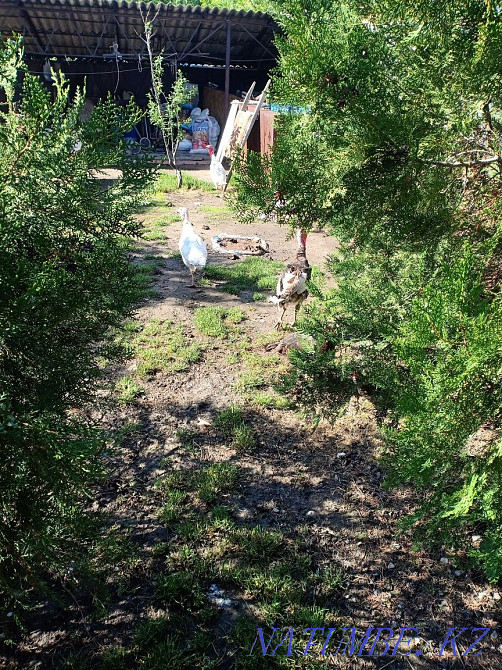 Sell domestic turkeys Almaty - photo 1