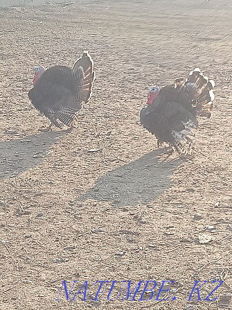 Domestic turkeys. Балуана Шолака - photo 3