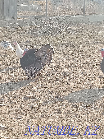 Domestic turkeys. Балуана Шолака - photo 2