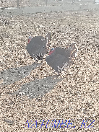 Domestic turkeys. Балуана Шолака - photo 1
