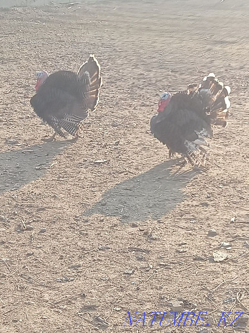 Domestic turkeys. Балуана Шолака - photo 3