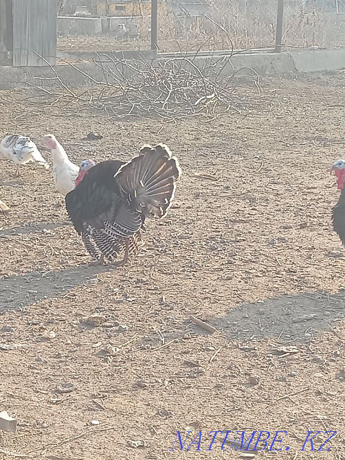 Domestic turkeys. Балуана Шолака - photo 2