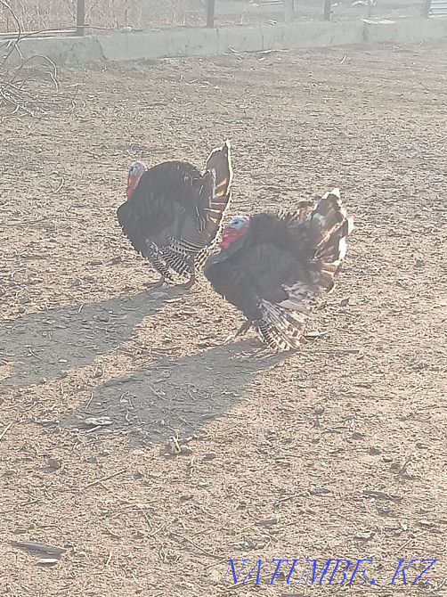 Domestic turkeys. Балуана Шолака - photo 1