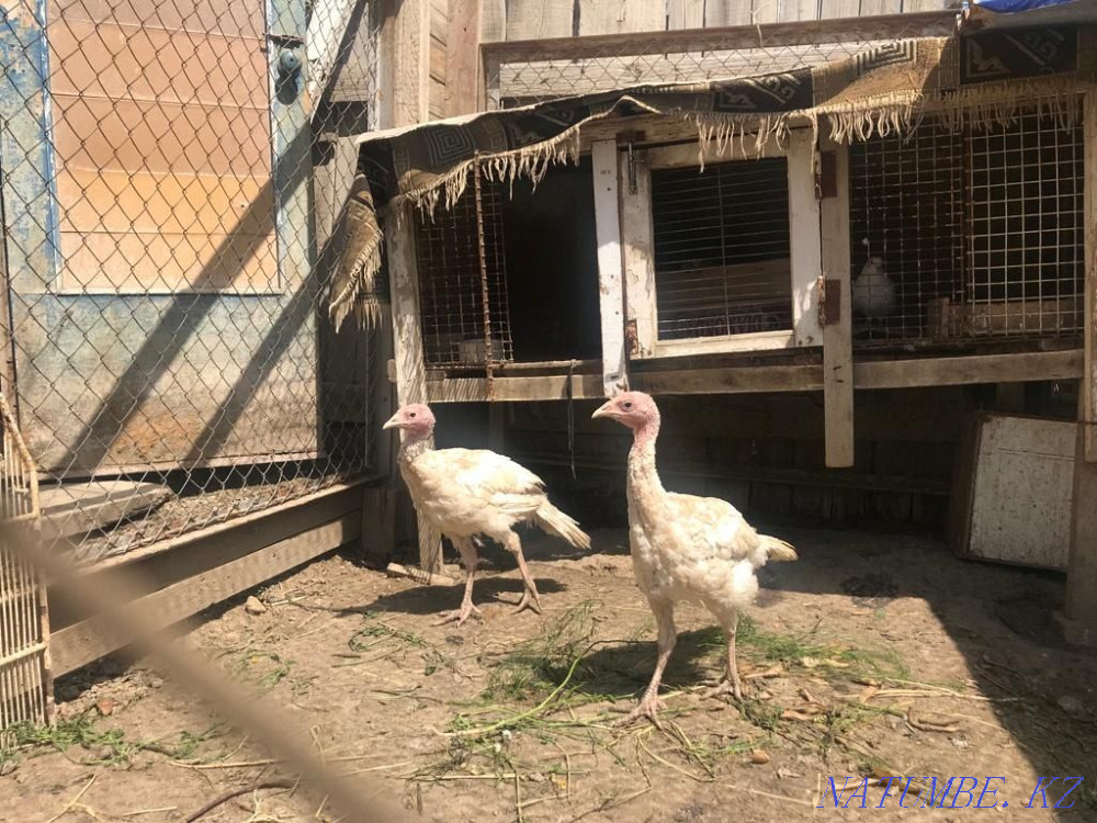Индюк балапандары Атырау - изображение 2