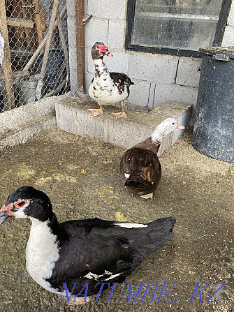 Geese ducks hens roosters guinea fowls turkeys chickens Esik - photo 2