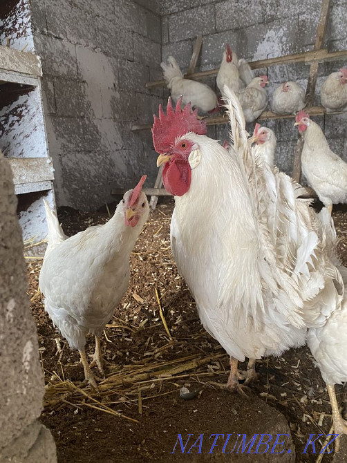 Гуси утки куры петухи цесарки индюки цыплята Есик - изображение 1