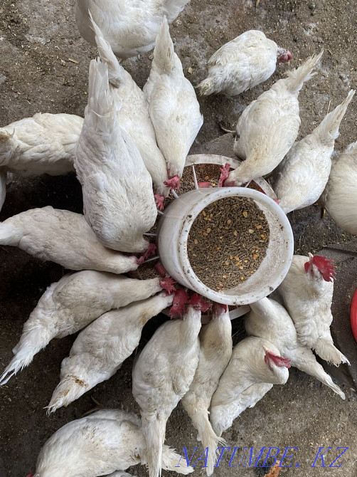 Гуси утки куры петухи цесарки индюки цыплята Есик - изображение 4