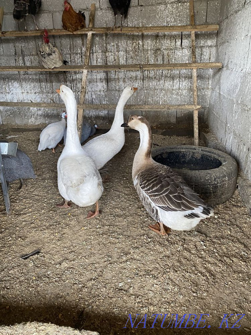 Гуси утки куры петухи цесарки индюки цыплята Есик - изображение 3