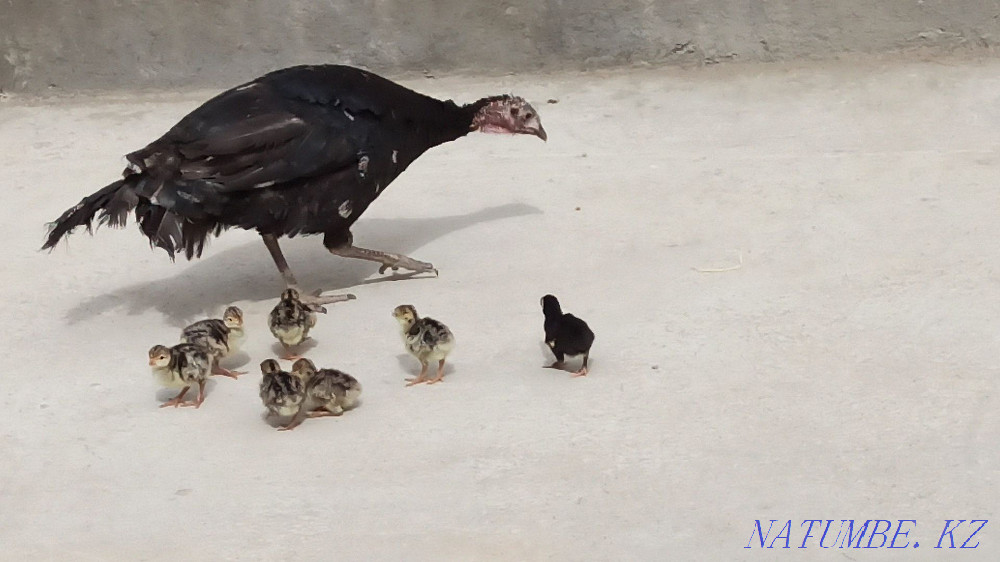 Продается индюк с индюшатами двух суточные  - изображение 1