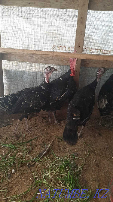 Индюк туып турган Жанаозен - изображение 2