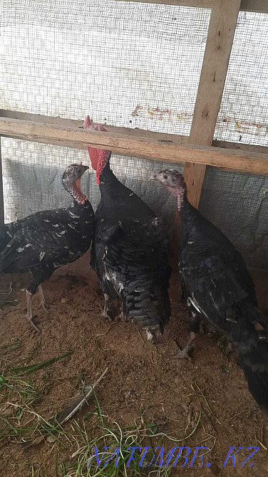 Индюк туып турган Жанаозен - изображение 1