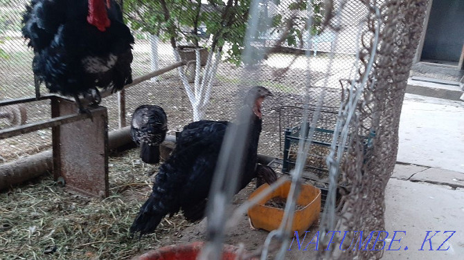 turkeys for sale Shymkent - photo 2