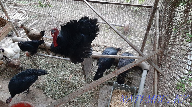 turkeys for sale Shymkent - photo 4