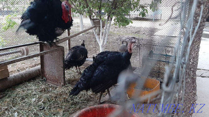 turkeys for sale Shymkent - photo 1
