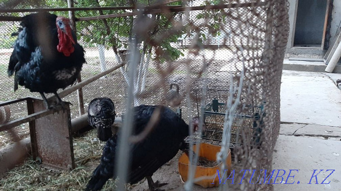 turkeys for sale Shymkent - photo 3