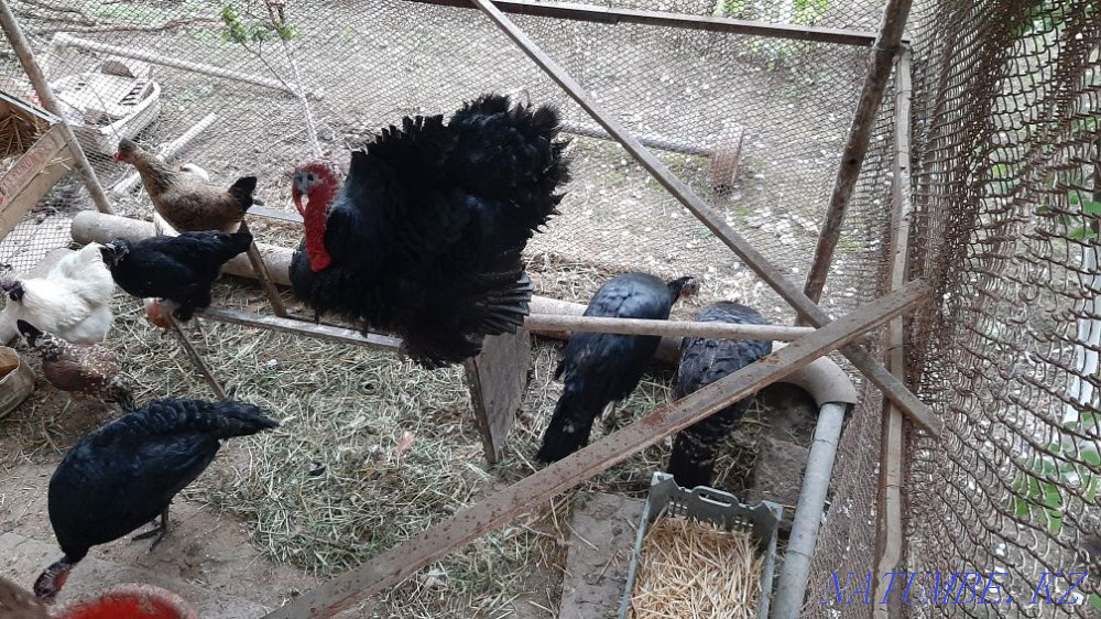 turkeys for sale Shymkent - photo 4