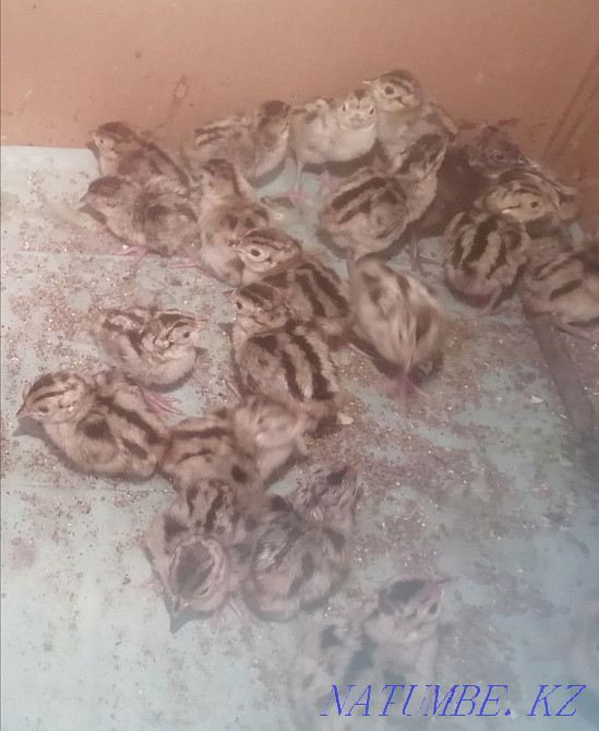 Balapandar Satylady Tauyk, Guinea fowl, Pheasant, Turkey Aqtau - photo 3