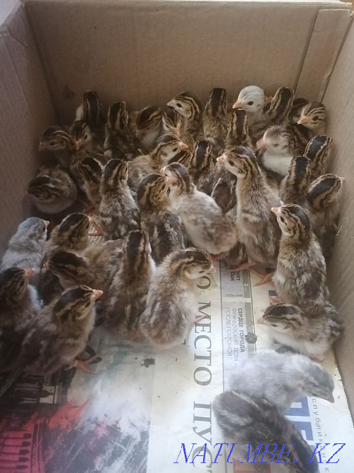 Balapandar Satylady Tauyk, Guinea fowl, Pheasant, Turkey Aqtau - photo 2