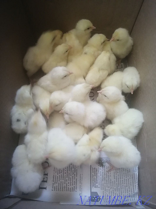 Balapandar Satylady Tauyk, Guinea fowl, Pheasant, Turkey Aqtau - photo 1