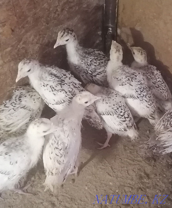 Balapandar Satylady Tauyk, Guinea fowl, Pheasant, Turkey Aqtau - photo 4