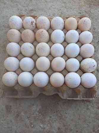 Инкубационные яйца индюка, Мангистау