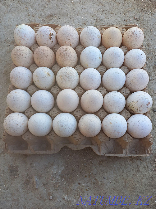 Turkey hatching eggs, Мангистау - photo 1