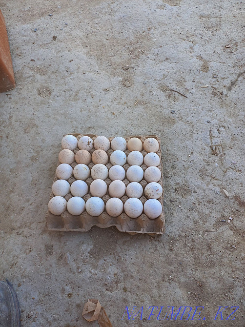Turkey hatching eggs, Мангистау - photo 4