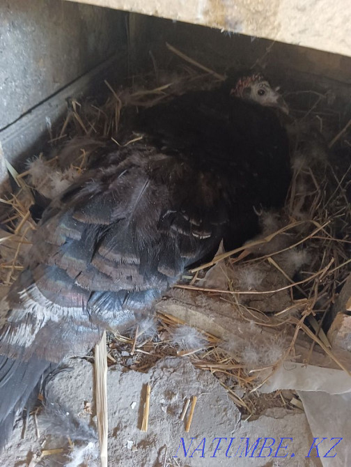 Домашний индюк квочка Алгабас - изображение 1