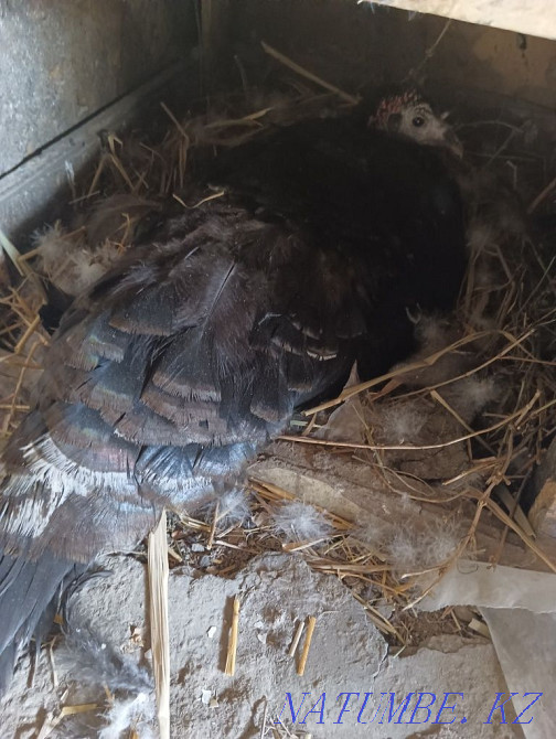 Домашний индюк квочка Алгабас - изображение 2