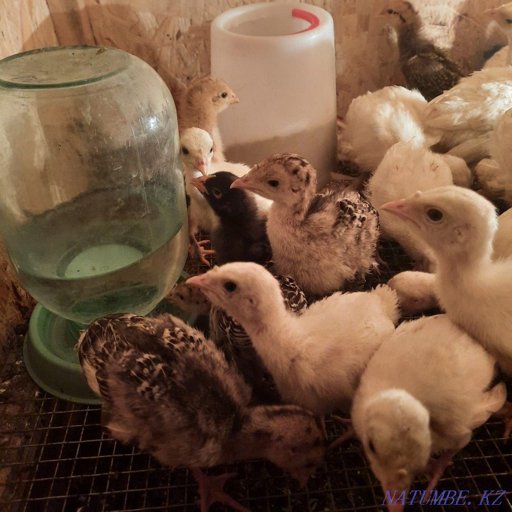 Turkeys with a hen Жетыген - photo 4