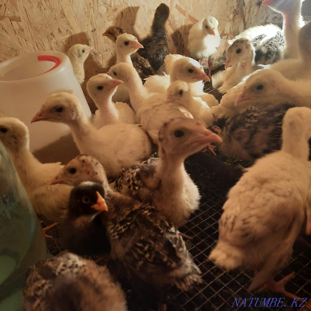 Turkeys with a hen Жетыген - photo 1