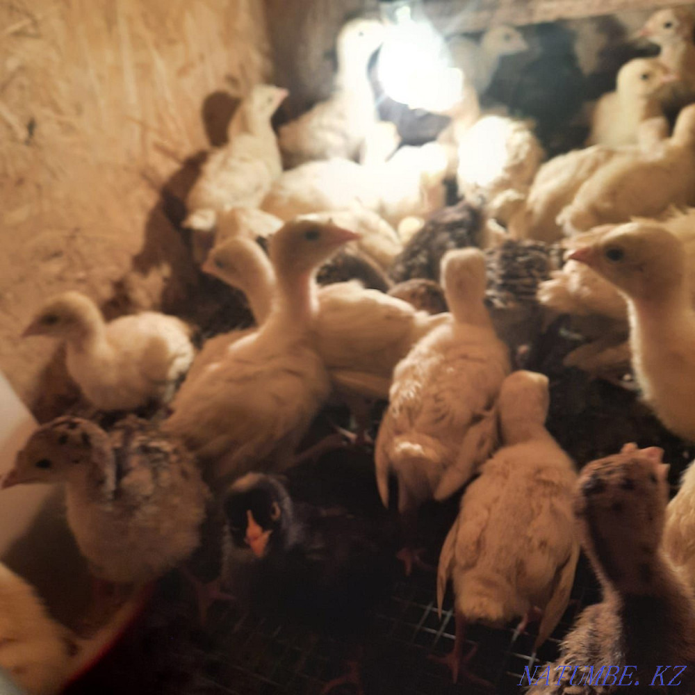 Turkeys with a hen Жетыген - photo 2