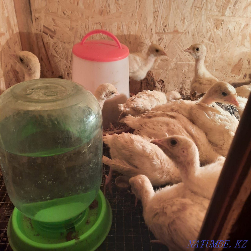 Turkeys with a hen Жетыген - photo 3