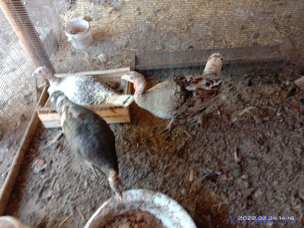 Turkey. . Shymkent - photo 1