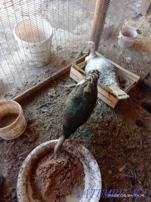 Turkey. . Shymkent - photo 3