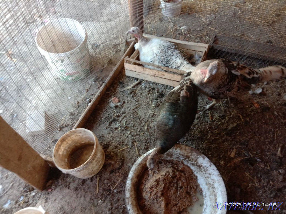 Turkey. . Shymkent - photo 2