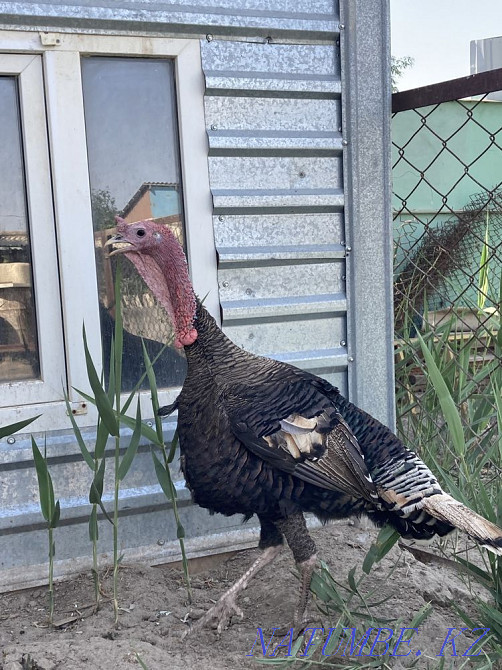 Turkey, turkey (induk) 2 chickens, 1 rooster Kyzylorda - photo 3