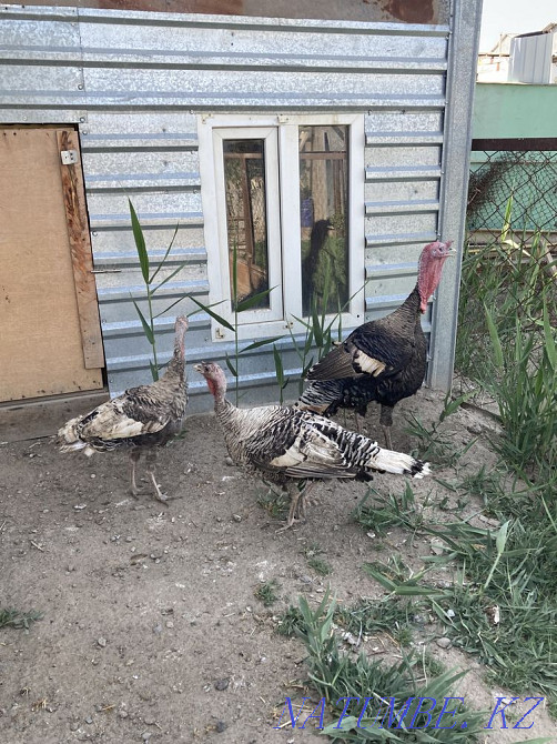 Turkey, turkey (induk) 2 chickens, 1 rooster Kyzylorda - photo 1