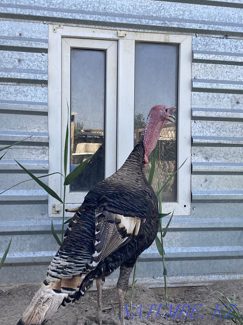 Turkey, turkey (induk) 2 chickens, 1 rooster Kyzylorda - photo 2