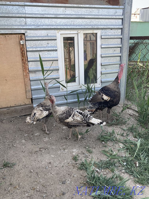 Turkey, turkey (induk) 2 chickens, 1 rooster Kyzylorda - photo 4