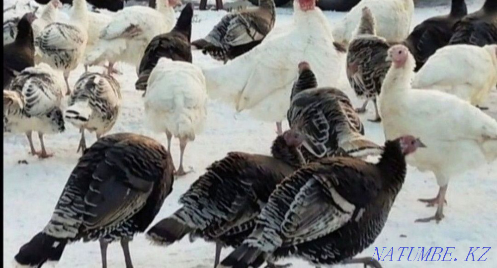Продам домашних индюков от 10000 тг  - изображение 1