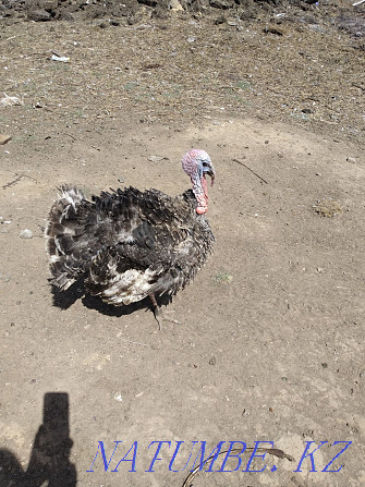 1 year old turkey for sale Astana - photo 1