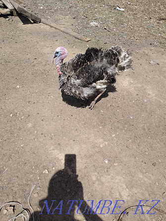 1 year old turkey for sale Astana - photo 2