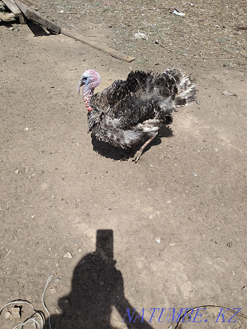 Продам годовалого индюка Астана - изображение 2