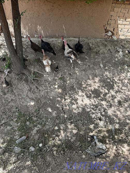 balapandar turkey Shymkent - photo 1