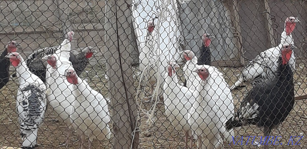 Selling turkeys at the age of eleven months. Oral - photo 3