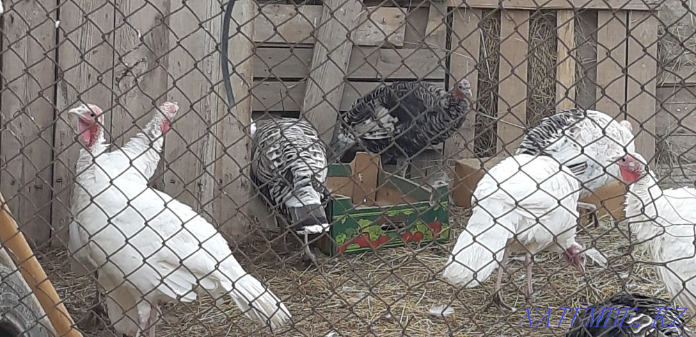 Selling turkeys at the age of eleven months. Oral - photo 4