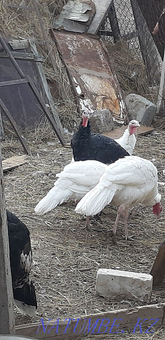 Selling turkeys at the age of eleven months. Oral - photo 1