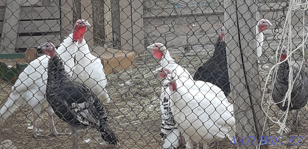 Selling turkeys at the age of eleven months. Oral - photo 2