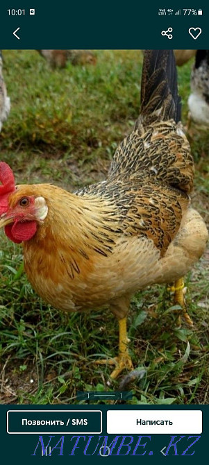 Күркетауық сатыңыз немесе айырбастаңыз  Алматы - изображение 2